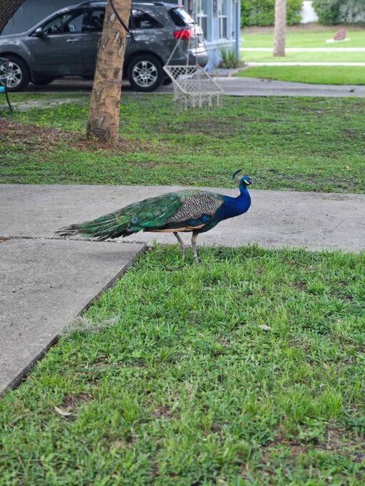 Nature Coast Getaway #1 - Cozy 2 Bedroom Homosassa Zewnętrze zdjęcie